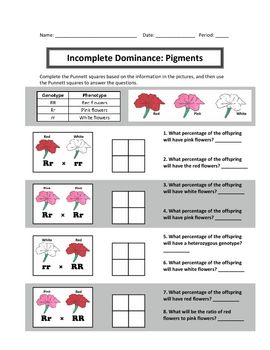 Incomplete Dominance Worksheet With Answers