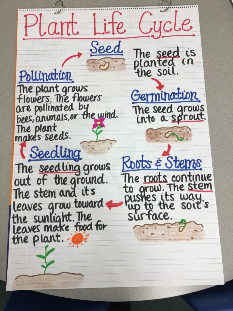 Plant Life Cycle Worksheet Grade 3