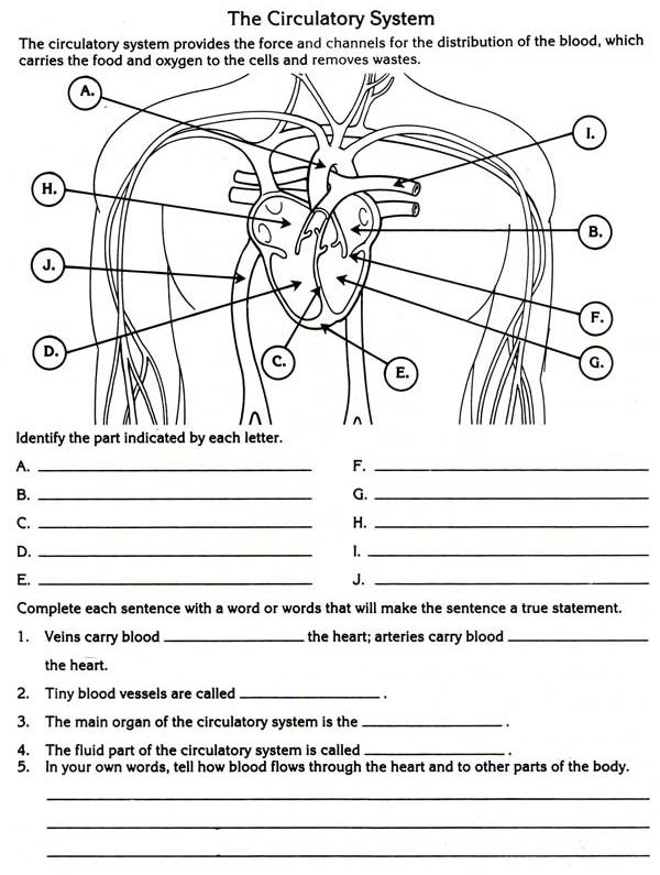 Circulatory System Worksheets For 2nd Grade