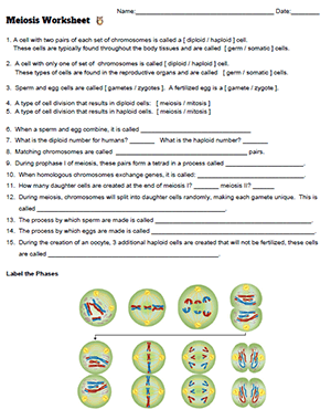 Mitosis And Meiosis Practice Worksheet