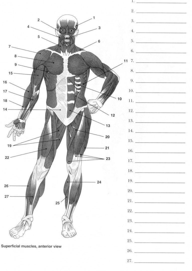 Muscular System Worksheet