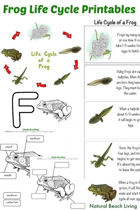 Life Cycle Of A Frog Worksheet For Preschool