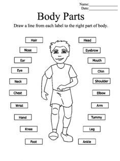 My Body Worksheet For Class 1