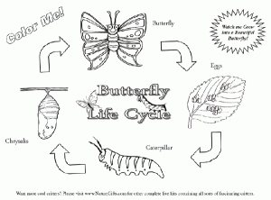 Butterfly Life Cycle Worksheet Free
