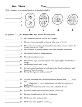 Biology Mitosis Worksheet Answers