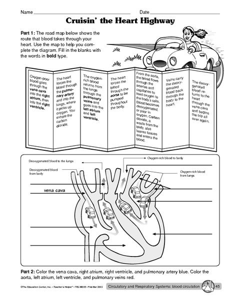 Circulatory System Worksheet 4th Grade