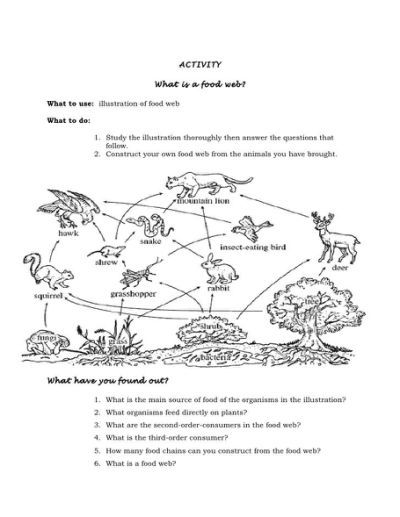Food Webs And Food Chains Worksheet Answers