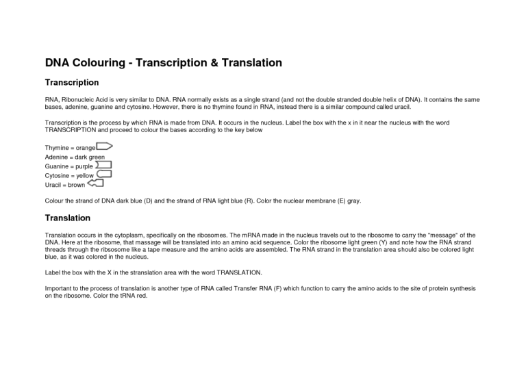 Transcription And Translation Coloring Worksheet Answers