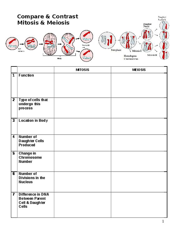 Comparing Mitosis And Meiosis Worksheet