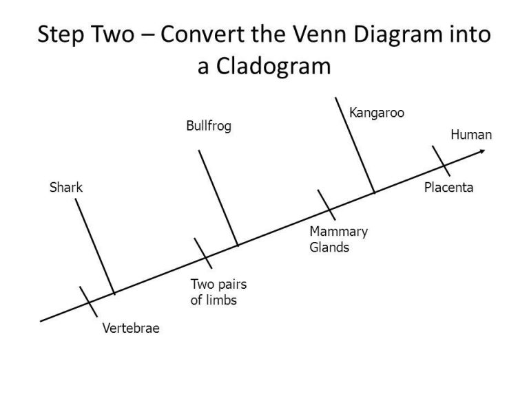 Cladogram Worksheet Answer Key