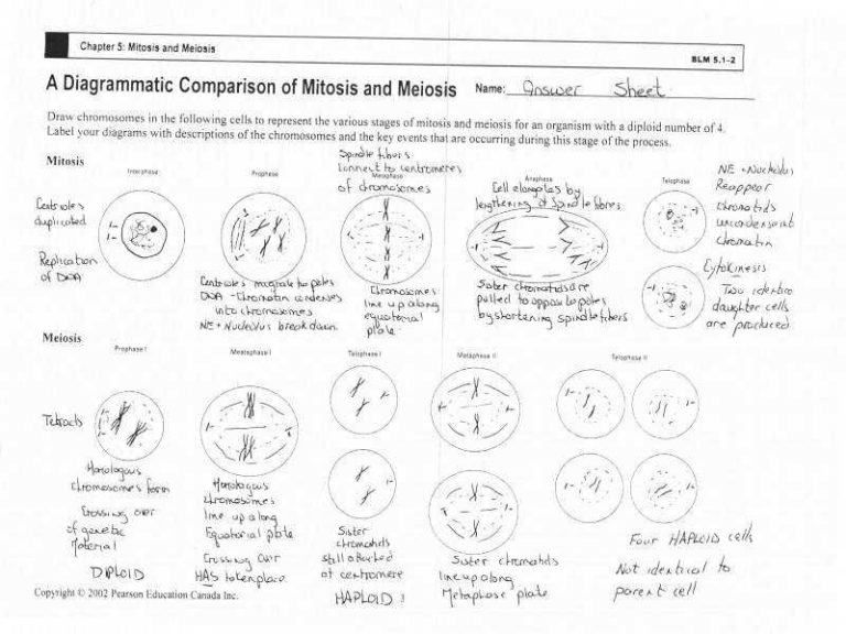 Mitosis Worksheet Matching Answers