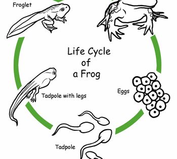 Life Cycle Of A Frog Worksheet Free