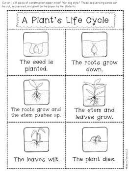 First Grade Science Worksheets For Grade 1 Plants