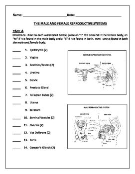 Blank Male Reproductive System Worksheet