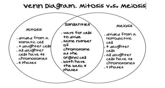 Mitosis And Meiosis Worksheet