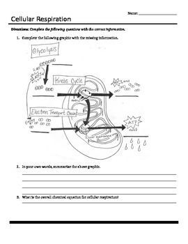 Photosynthesis & Cellular Respiration Worksheet