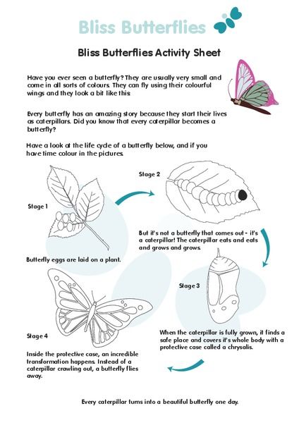 Butterfly Life Cycle Worksheet 2nd Grade