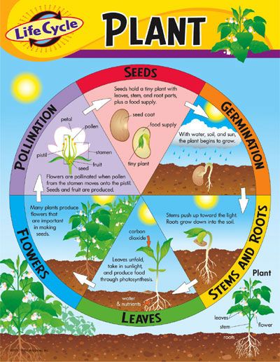 Plant Life Cycle Worksheet Answers