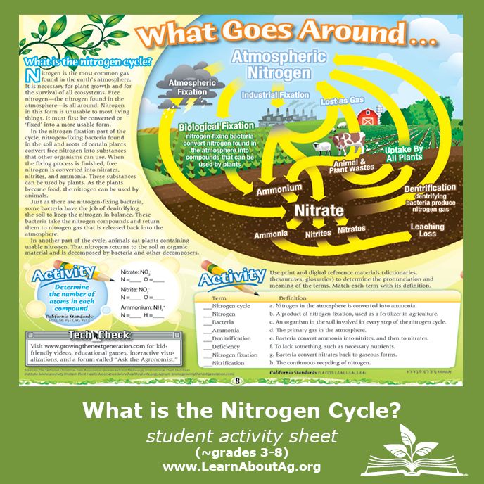 Nitrogen Cycle Worksheet Answers Pdf