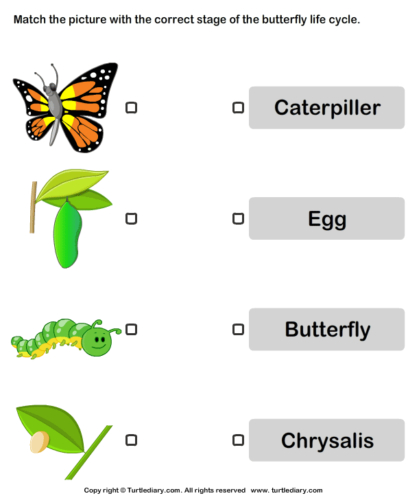 Life Cycle Of A Butterfly Printables
