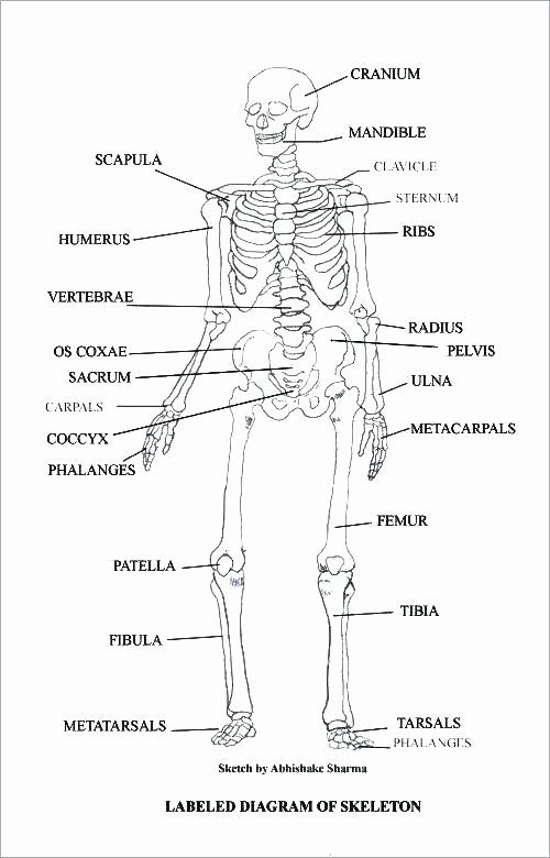 Anatomy Worksheets