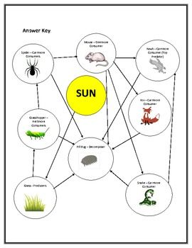 Food Web Worksheet Answers Biology