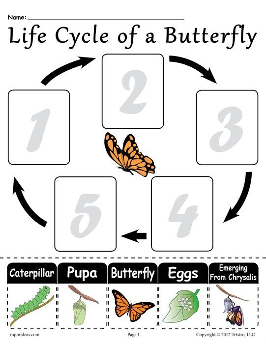 Butterfly Life Cycle Worksheet Free Download