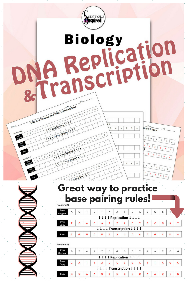 Dna Replication Practice Worksheet