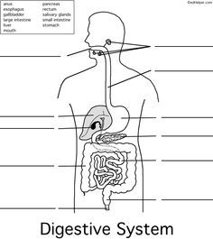 Digestive System Worksheet Pdf