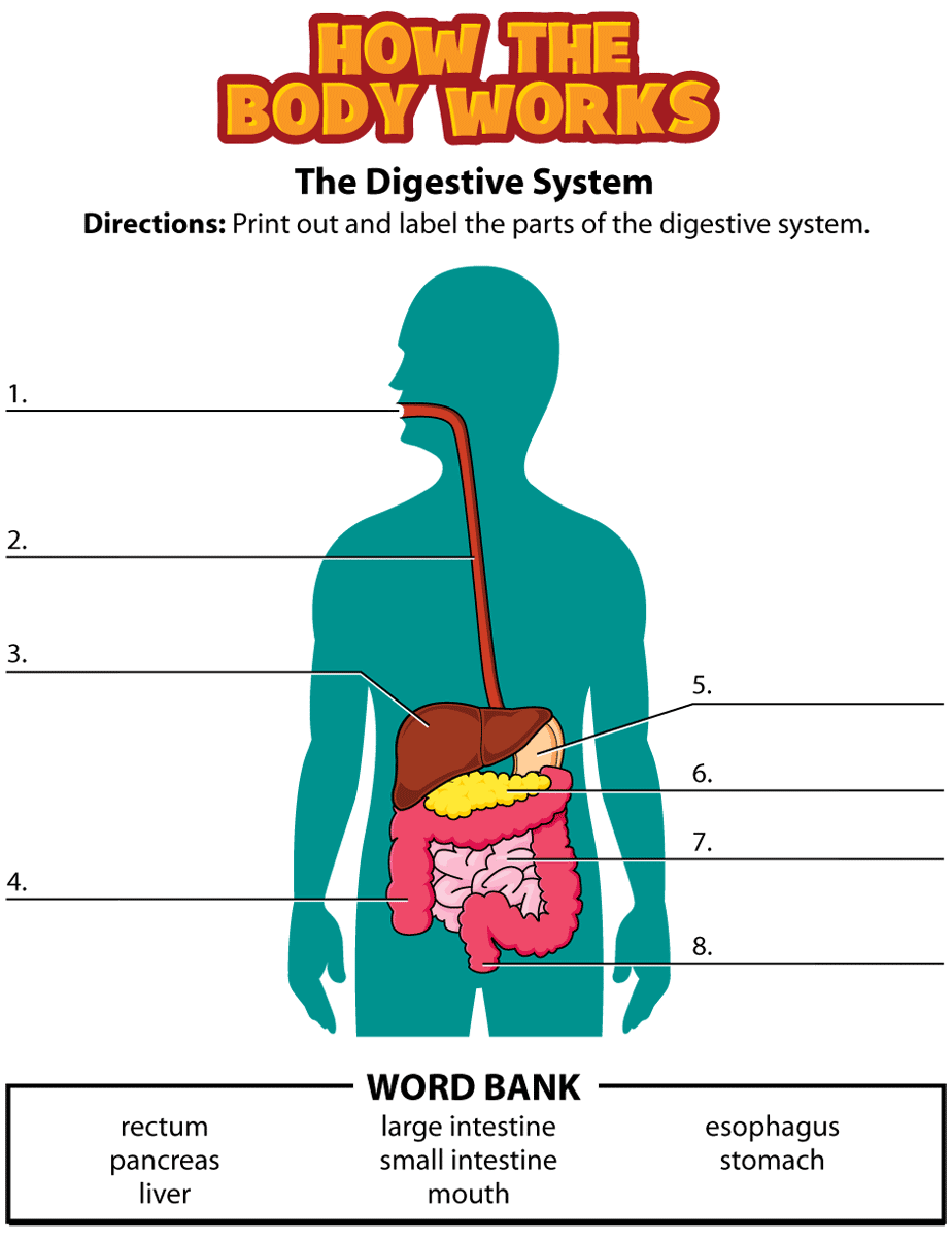 Digestive System Worksheet For Kindergarten