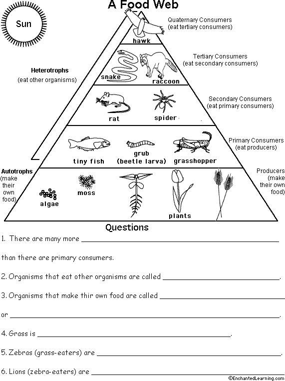 Food Pyramid Worksheet For Grade 5