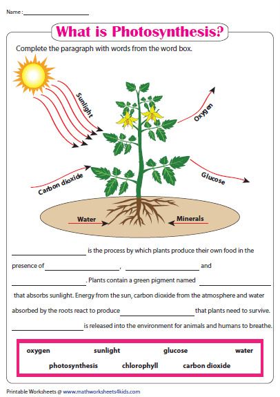 7th Grade Science Photosynthesis Worksheet Answer Key