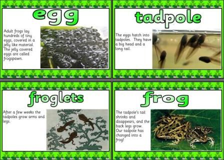 Life Cycle Of A Frog Worksheet Ks1