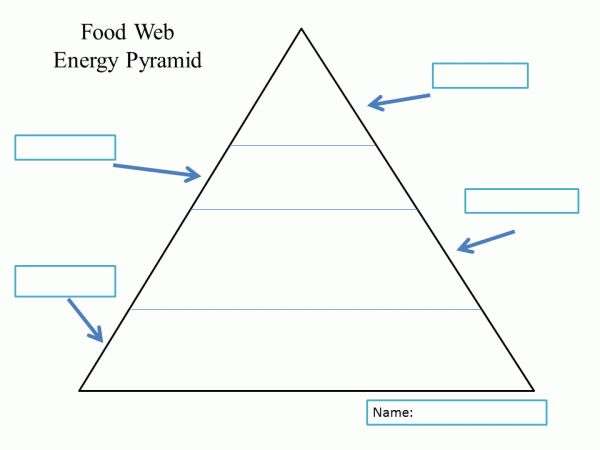 7th Grade Energy Pyramid Worksheet