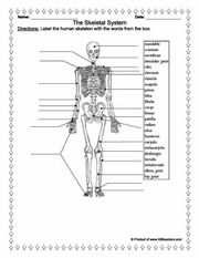 Anatomy Worksheets With Answers