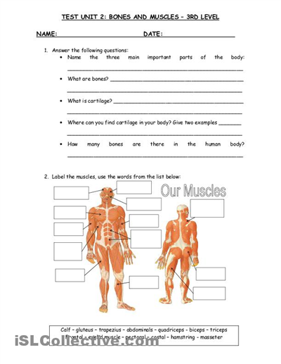 Science Worksheets For Grade 3 Human Body