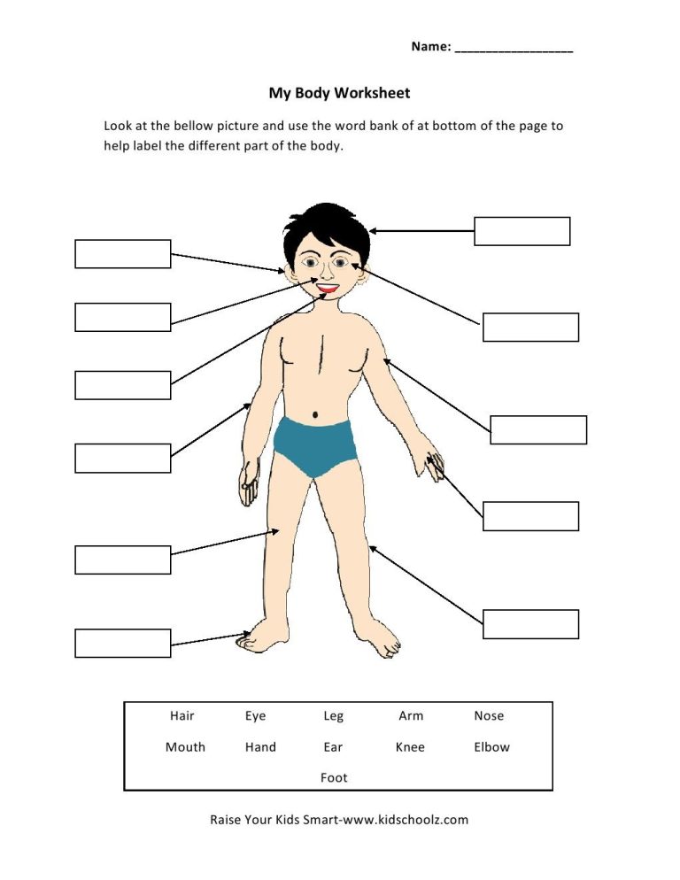 Body Part Worksheet For Grade 1