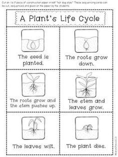Plant Life Cycle Worksheet Pdf