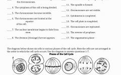 Onion Cell Mitosis Worksheet Answer Key