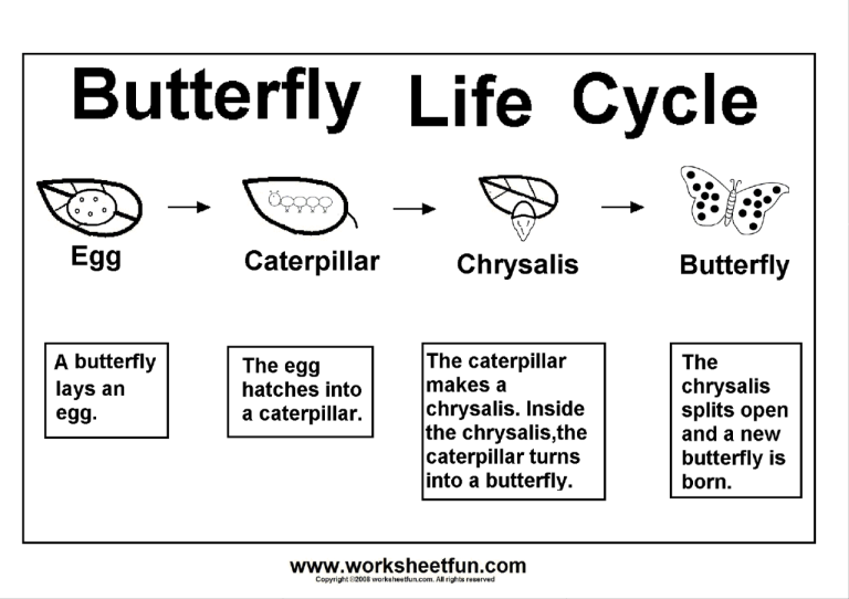 Butterfly Life Cycle Worksheets For 1st Grade