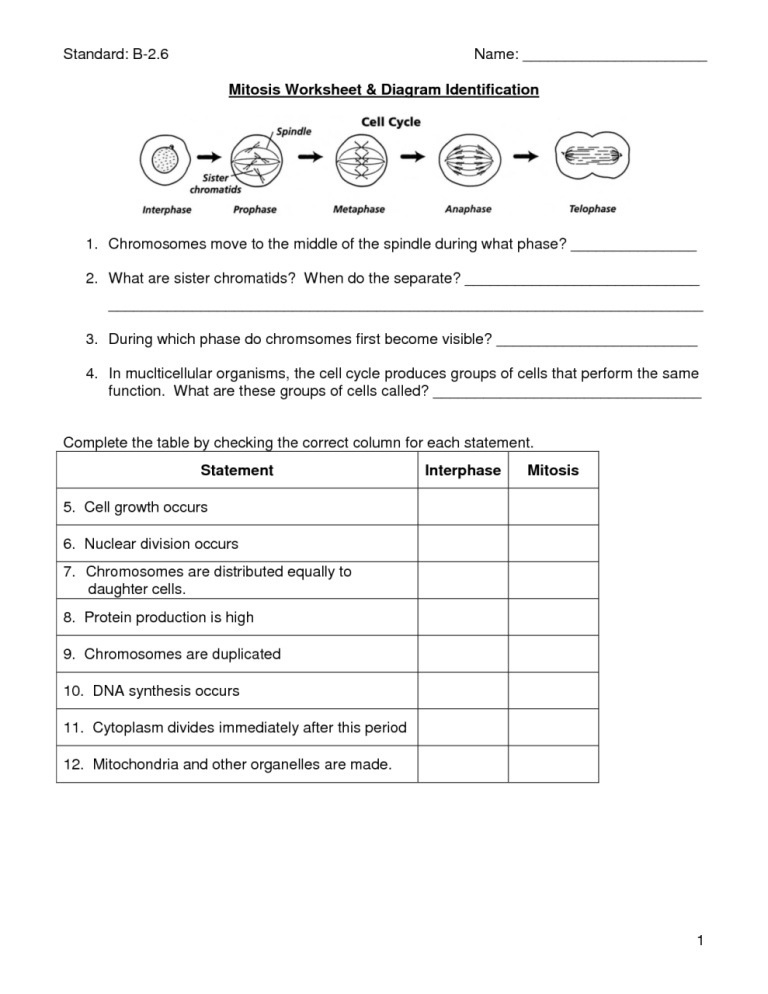 Mitosis Worksheet Phases Of The Cell Cycle Answers