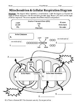 Cellular Respiration Worksheet Section A Intro To Cellular Respiration Answer Key