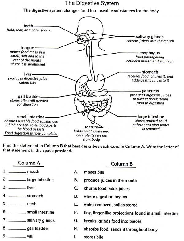 Digestive System Worksheets For Kids