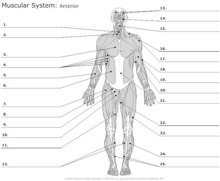 Muscular System Worksheet Place Muscle Name In Appropriate Box