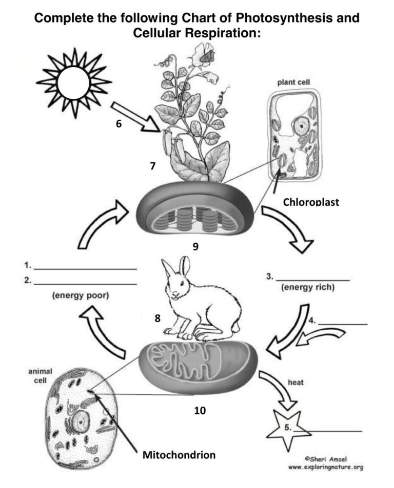 Photosynthesis & Cellular Respiration Worksheet Answer Key