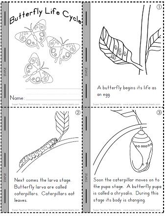 Life Cycle Of A Butterfly Printables Preschool