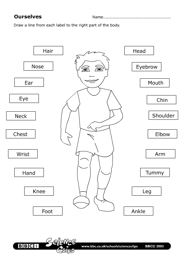 My Body Worksheets For Toddlers