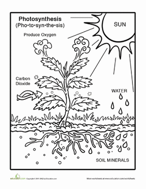Photosynthesis Worksheet Pdf