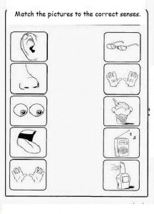 Five Senses Worksheets For Kindergarten