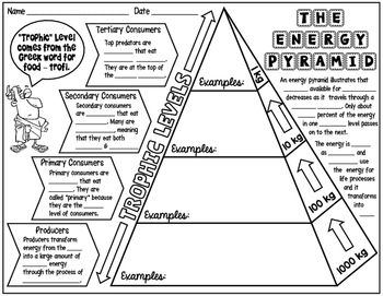 Energy Pyramid Worksheet Doc